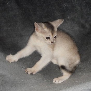 chaton Abyssin black smoke G 10 Silver Chatterie d'Alyse Pagerie Abyssin black silver