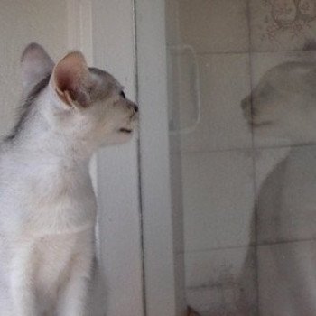 chaton Abyssin black smoke G 10 Silver Chatterie d'Alyse Pagerie Abyssin black silver
