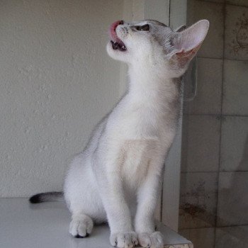 chaton Abyssin black smoke G 10 Silver Chatterie d'Alyse Pagerie Abyssin black silver