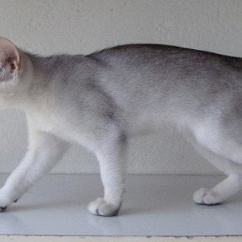 chaton Abyssin black smoke G 10 Silver Chatterie d'Alyse Pagerie Abyssin black silver