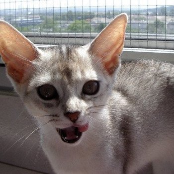 chaton Abyssin black smoke G 10 Silver Chatterie d'Alyse Pagerie Abyssin black silver