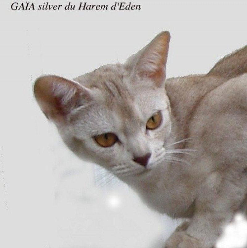 Gaïa Silver du Harem d'Eden Femelle Abyssin