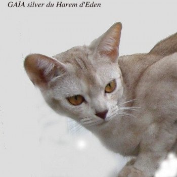 chat Abyssin cinnamon silver Gaïa Silver Chatterie d'Alyse Pagerie Abyssin cinnamon silver