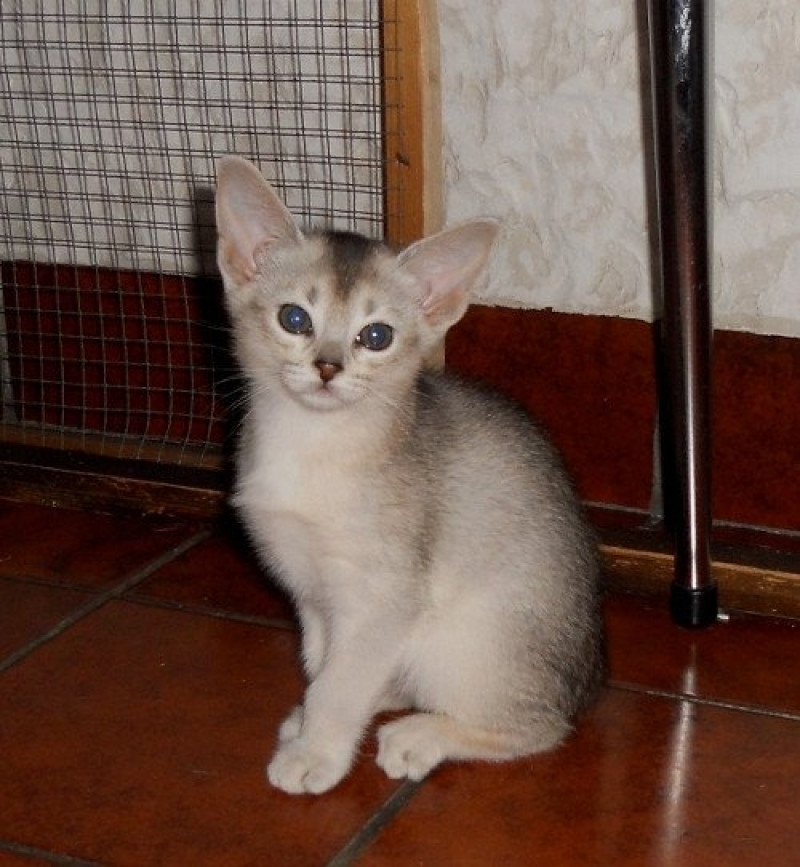 Girl Silver d'ALYSE PAGERIE Femelle Abyssin