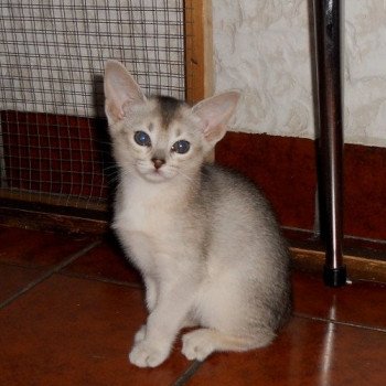 chaton Abyssin black smoke Girl Silver Chatterie d'Alyse Pagerie Abyssin black silver