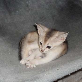 chaton Abyssin black smoke Girl Silver Chatterie d'Alyse Pagerie Abyssin black silver