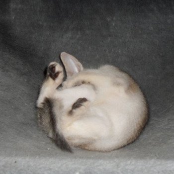 chaton Abyssin black smoke Girl Silver Chatterie d'Alyse Pagerie Abyssin black silver