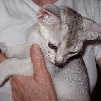 chaton Abyssin black smoke Girl Silver Chatterie d'Alyse Pagerie Abyssin black silver