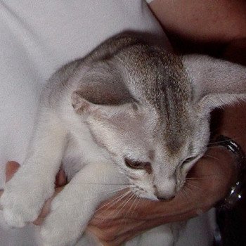 chaton Abyssin black smoke Girl Silver Chatterie d'Alyse Pagerie Abyssin black silver