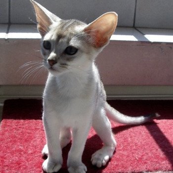 chaton Abyssin black smoke Girl Silver Chatterie d'Alyse Pagerie Abyssin black silver