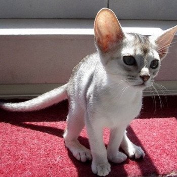 chaton Abyssin black smoke Girl Silver Chatterie d'Alyse Pagerie Abyssin black silver