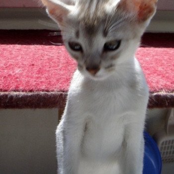 chaton Abyssin black smoke Girl Silver Chatterie d'Alyse Pagerie Abyssin black silver