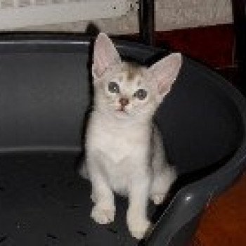 chaton Abyssin black smoke Go Boy Silver Chatterie d'Alyse Pagerie Abyssin black silver