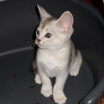 chaton Abyssin black smoke Go Boy Silver Chatterie d'Alyse Pagerie Abyssin black silver