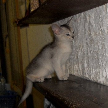 chaton Abyssin black smoke Go Boy Silver Chatterie d'Alyse Pagerie Abyssin black silver