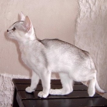 chaton Abyssin black smoke Go Boy Silver Chatterie d'Alyse Pagerie Abyssin black silver
