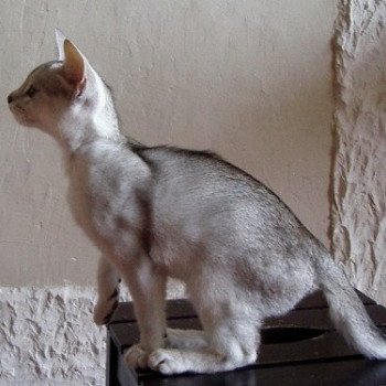 chaton Abyssin black smoke Go Boy Silver Chatterie d'Alyse Pagerie Abyssin black silver