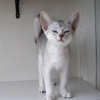 chaton Abyssin black smoke Go Boy Silver Chatterie d'Alyse Pagerie Abyssin black silver
