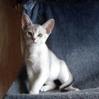 chaton Abyssin black smoke Go Boy Silver Chatterie d'Alyse Pagerie Abyssin black silver