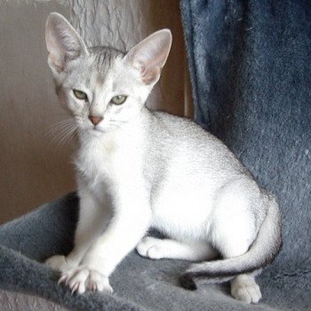 chaton Abyssin black smoke Go Boy Silver Chatterie d'Alyse Pagerie Abyssin black silver