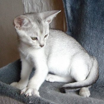 chaton Abyssin black smoke Go Boy Silver Chatterie d'Alyse Pagerie Abyssin black silver