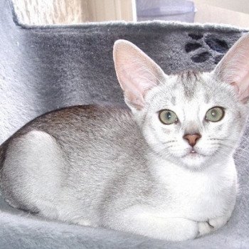 chaton Abyssin black smoke Go Boy Silver Chatterie d'Alyse Pagerie Abyssin black silver