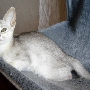 chaton Abyssin black smoke Go Elane Silver Chatterie d'Alyse Pagerie Abyssin black silver