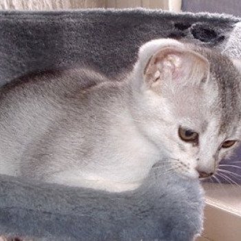 chaton Abyssin black smoke Go Elane Silver Chatterie d'Alyse Pagerie Abyssin black silver