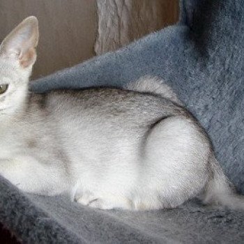 chaton Abyssin black smoke Go Elane Silver Chatterie d'Alyse Pagerie Abyssin black silver
