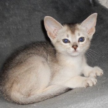 chaton Abyssin black smoke Go Elane Silver Chatterie d'Alyse Pagerie Abyssin black silver