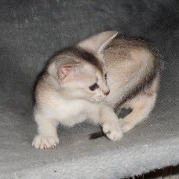 chaton Abyssin black smoke Go Elane Silver Chatterie d'Alyse Pagerie Abyssin black silver