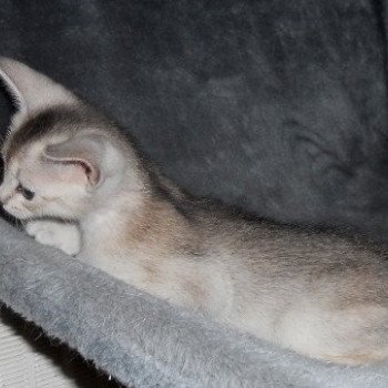 chaton Abyssin black smoke Go Elane Silver Chatterie d'Alyse Pagerie Abyssin black silver
