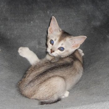 chaton Abyssin black smoke Go Elane Silver Chatterie d'Alyse Pagerie Abyssin black silver
