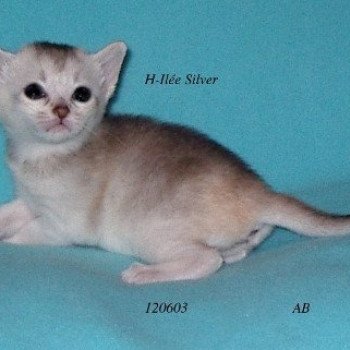 chaton Abyssin black smoke H - Ilée Silver Chatterie d'Alyse Pagerie Abyssin black silver