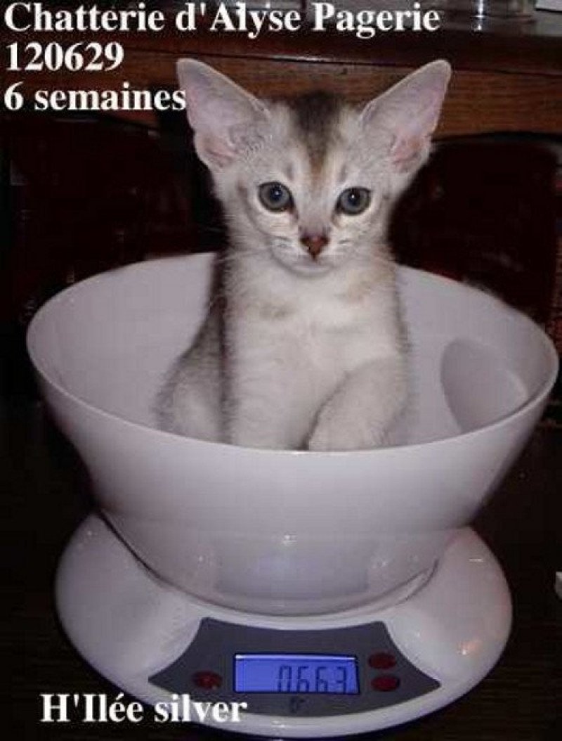 H-Ilée Silver d'ALYSE PAGERIE Femelle Abyssin