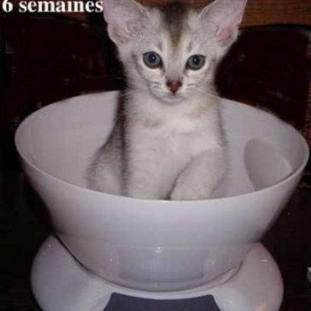 chaton Abyssin black smoke H - Ilée Silver Chatterie d'Alyse Pagerie Abyssin black silver
