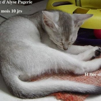 chaton Abyssin black smoke H - Ilée Silver Chatterie d'Alyse Pagerie Abyssin black silver