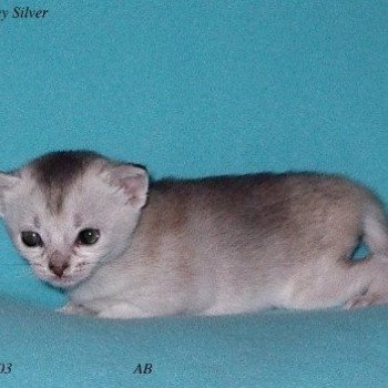 chaton Abyssin black smoke Harley Silver Chatterie d'Alyse Pagerie Abyssin black silver