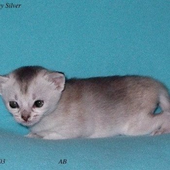 chaton Abyssin black smoke Harley Silver Chatterie d'Alyse Pagerie