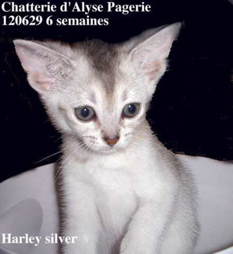Harley Silver d'ALYSE PAGERIE Mâle Abyssin