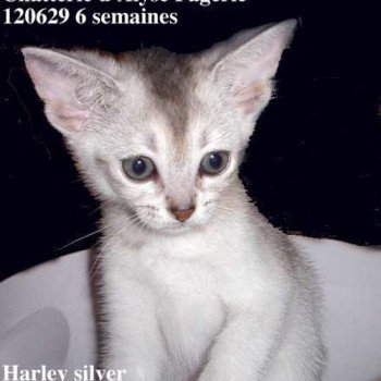 chaton Abyssin black smoke Harley Silver Chatterie d'Alyse Pagerie Abyssin black silver