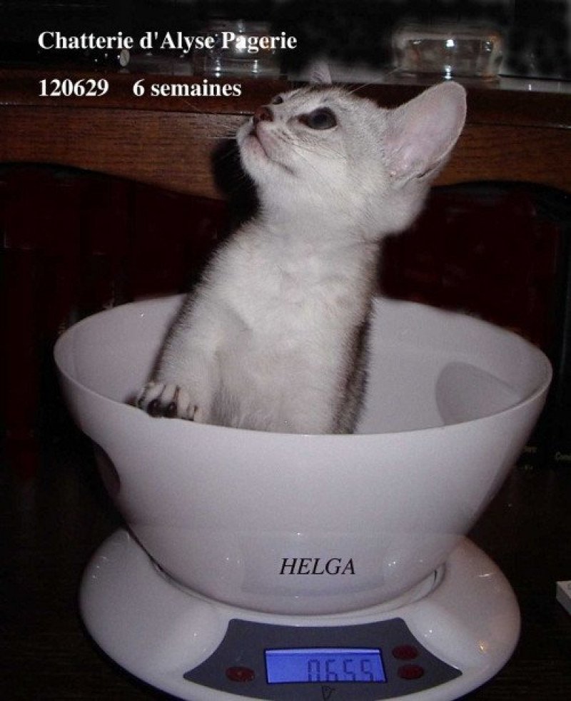 Helga d'ALYSE PAGERIE Femelle Abyssin