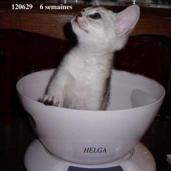 chaton Abyssin black smoke Helga Chatterie d'Alyse Pagerie Abyssin black silver