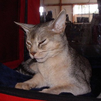chat Abyssin black silver I-Furtif Silver Chatterie d'Alyse Pagerie chat Abyssin black silver I-Furtif Silver Chatterie d'Alyse Pagerie