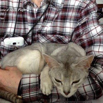 chaton Abyssin black silver I-Reine Silver Chatterie d'Alyse Pagerie Abyssin black silver