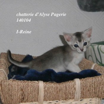 chaton Abyssin black silver I-Reine Silver Chatterie d'Alyse Pagerie Abyssin black silver