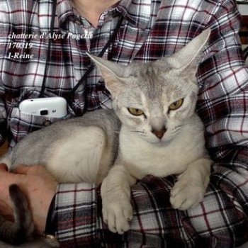 chaton Abyssin black silver I-Reine Silver Chatterie d'Alyse Pagerie Abyssin black silver