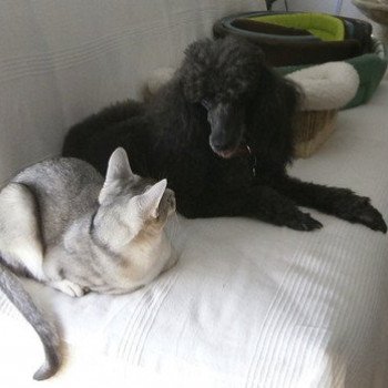 chaton Abyssin black silver I-Reine Silver Chatterie d'Alyse Pagerie Abyssin black silver