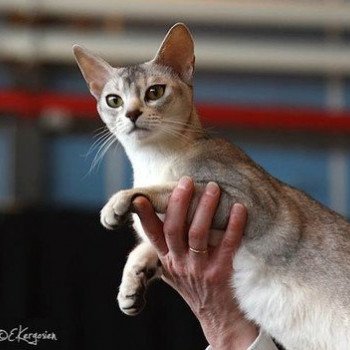 chaton Abyssin black silver I-Reine Silver Chatterie d'Alyse Pagerie Abyssin black silver