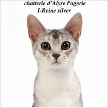 chaton Abyssin black silver I-Reine Silver Chatterie d'Alyse Pagerie Abyssin black silver